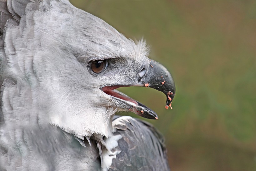 Harpy eagle females can be easily distinguished as they grow twice as large as the males Male harpy eagle, panama