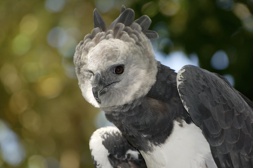 Harpy eagles have lost half of their habitat during the last 50 years. The harpy eagle is considered as a near threatened