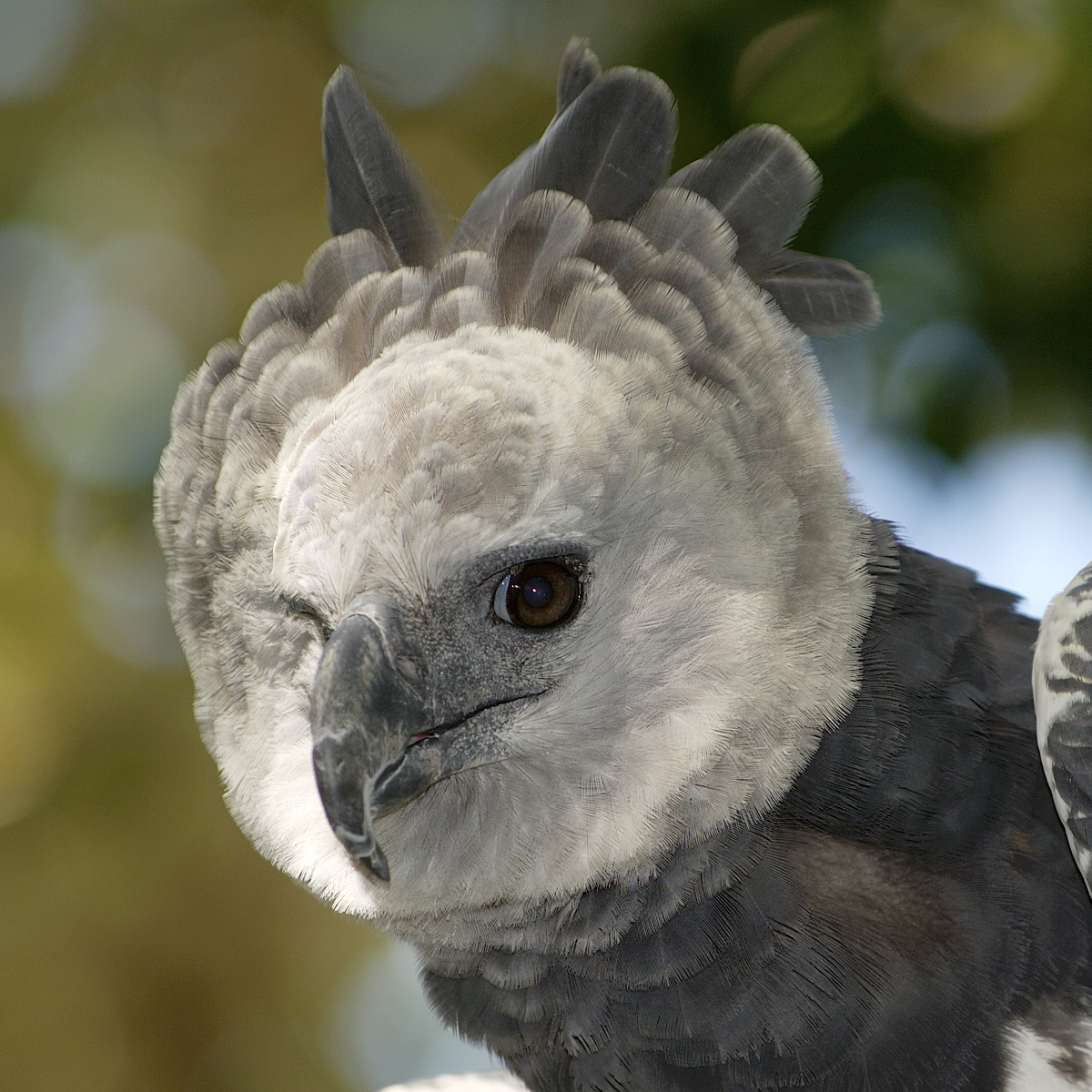 Harpy Eagle Animal