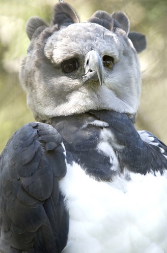 Harpy Eagle, Panama, Central America