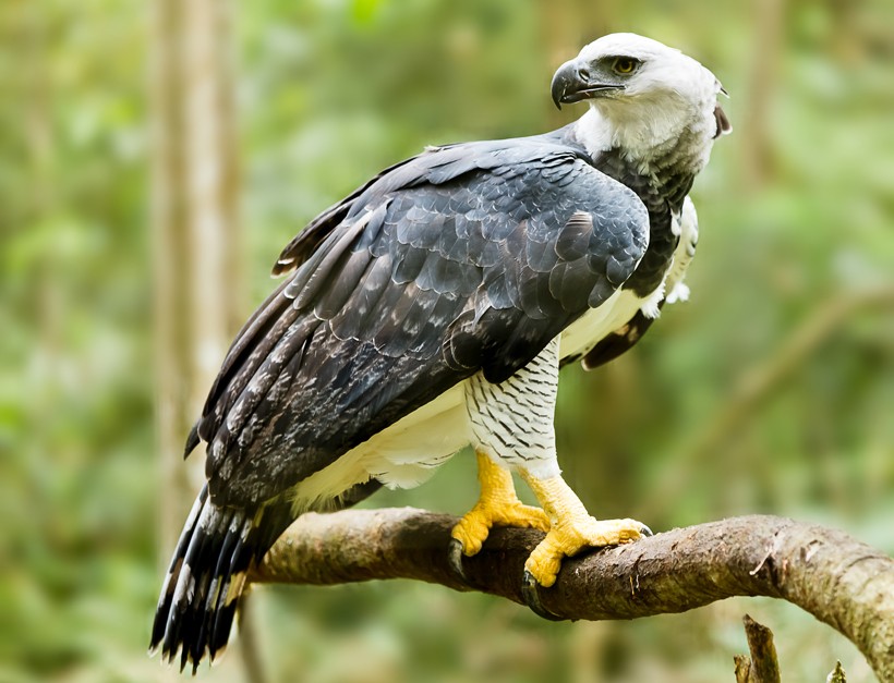 Harpy eagles prefer tropical rainforests and primarily prey on monkeys and sloths as their numbers are large in tropical regions. Harpy Eagle, tropical rainforest brazil