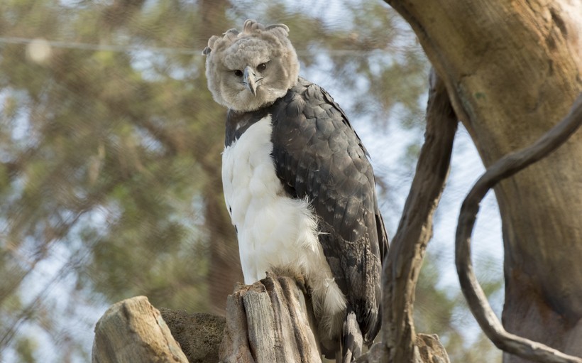 With a massive 2-meter wide wingspan, large talons and a hooked beak, the harpy eagle simply looks like a brutal killer of the skies. Harpy eagle standing