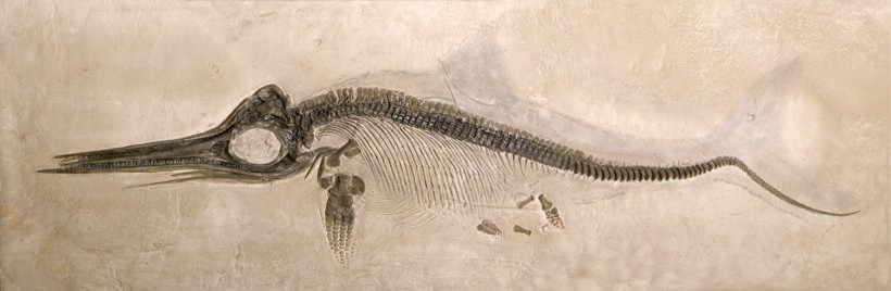 Fossil of an ichthyosaur