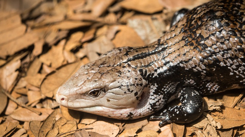 Distinct coloring of a grey body and black stripes Indonesian blue-tongued skink