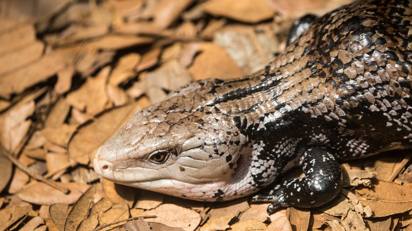 Bobtail Lizard Diet And Habitat