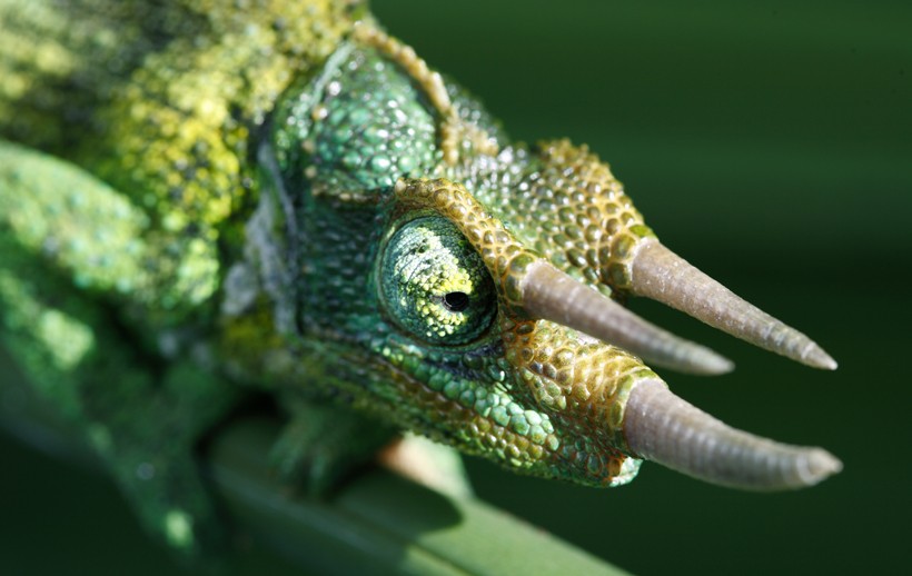 Head of a Jackson's Chameleon