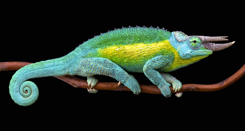 Jackson’s Chameleons are easily recognizable as they have three horns on their snout. jackson's chameleon on a branch