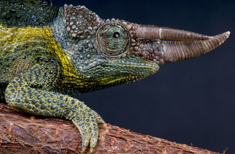 Closeup Jackson's chameleon