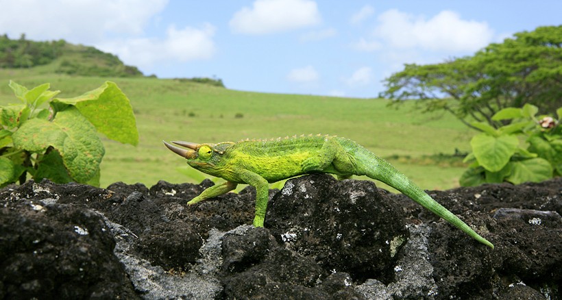 Jackson's chameleon walking on rocks