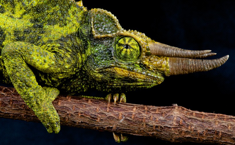 Jackson's chameleon horned head