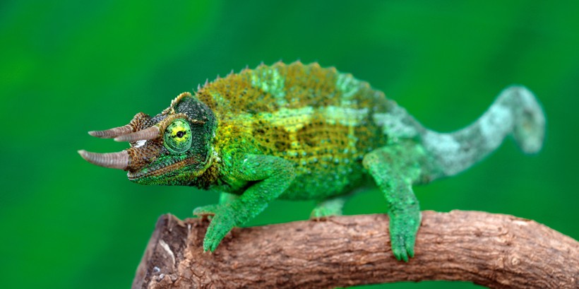 Jackson's chameleon on a branch