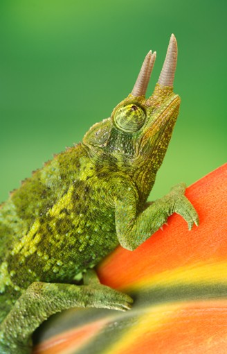 jackson's chameleon sitting on a tropical flower