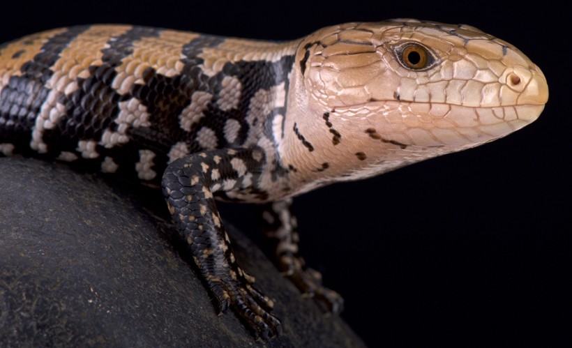 Kei island blue tongued skink