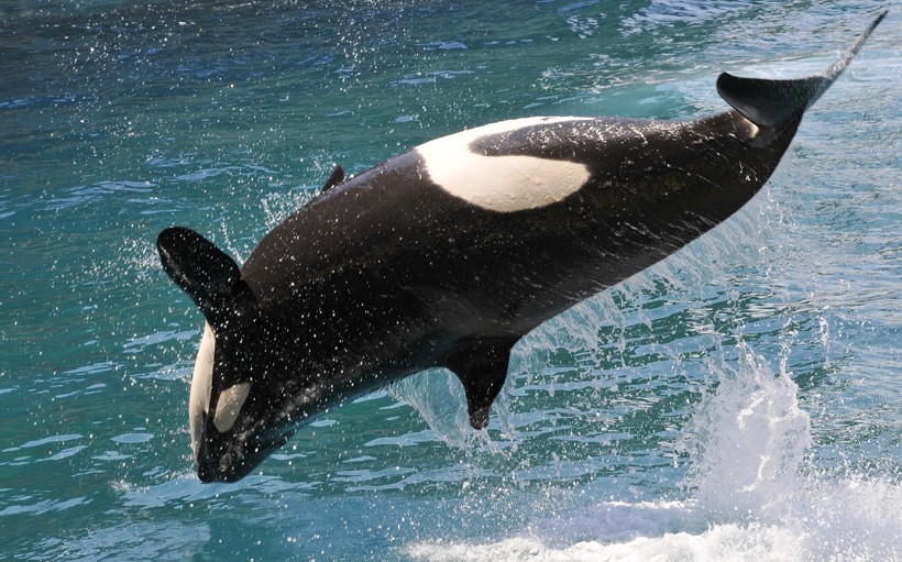 Killer whale backflip