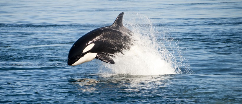 Killer whale breaching the water