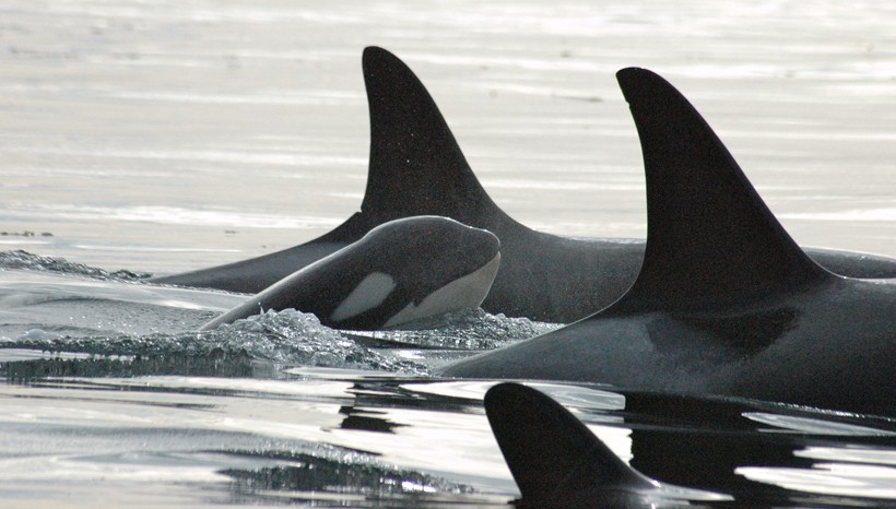 Killer whale calf surrounded by family