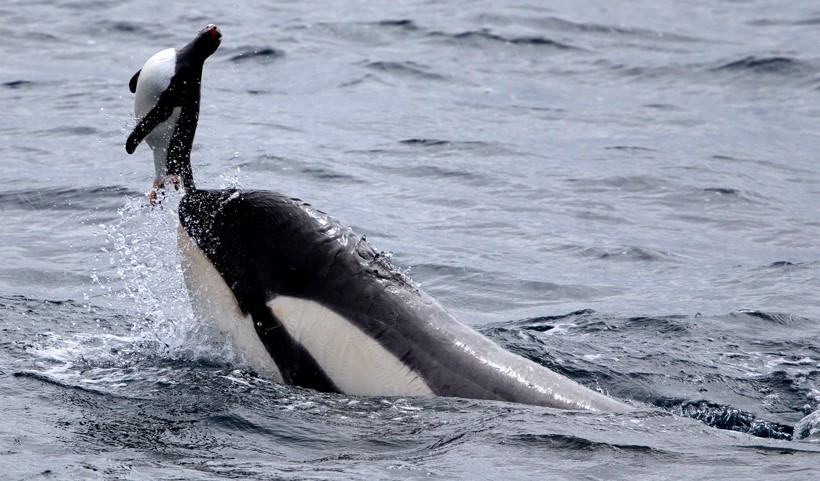 Orcas swallow their prey whole or shred it to pieces. Killer whale catching a gentoo penguin