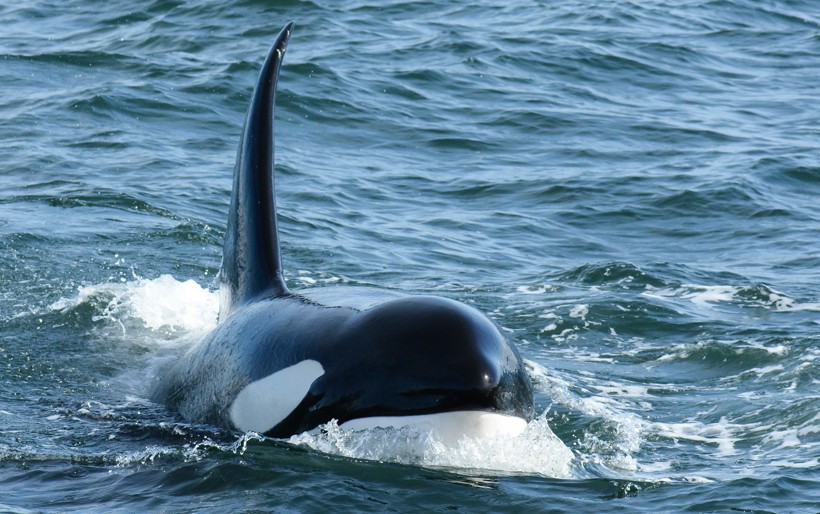 Closeup endangered southern resident killer whale