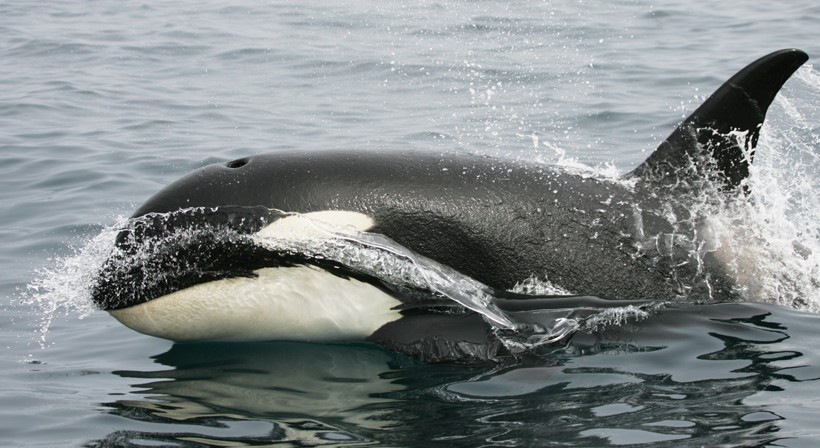 The white patches near the eye are clearly visible Black body and white patches orca