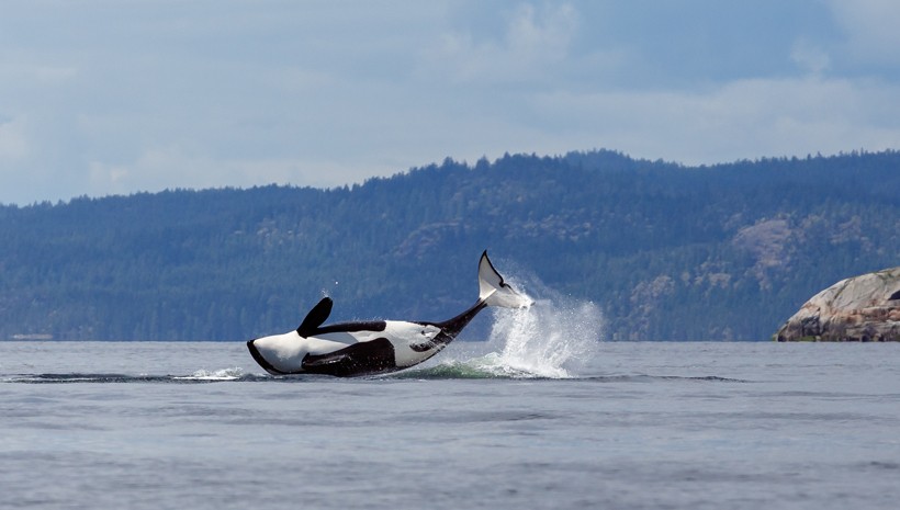 Killer whale making a turn while breaching