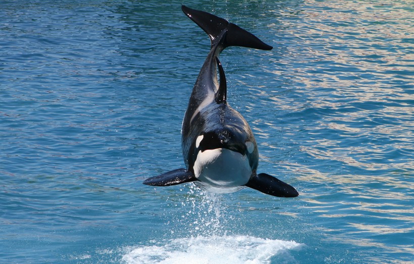 According to research Killer whales often stun their prey using their tail fluke right after herding. Killer whale jumping out of the water