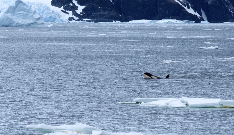 Orca swimming the Lemaire Channel, looking for seals