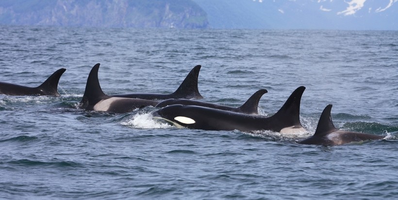 Killer whales generally migrate wherever their food source is Killer whale group traveling