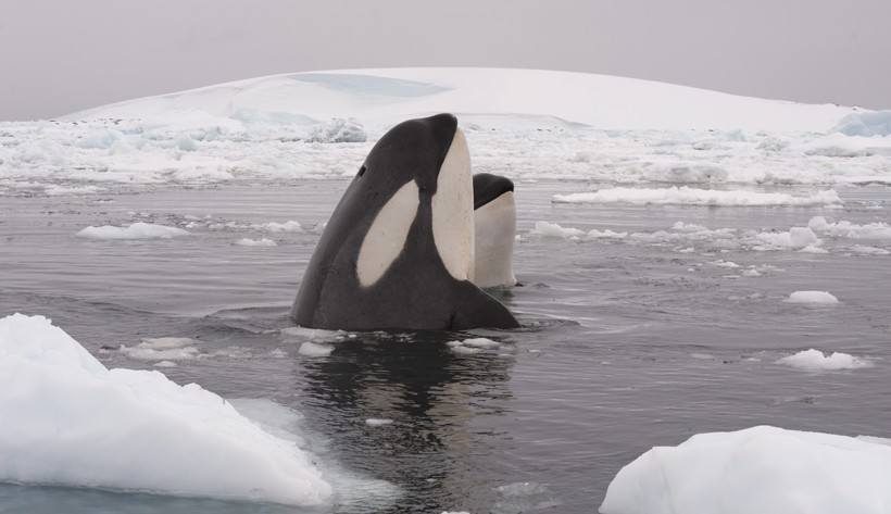 Killer whales tend to evade pack ice during the antarctic summers Mother with calf, antactica