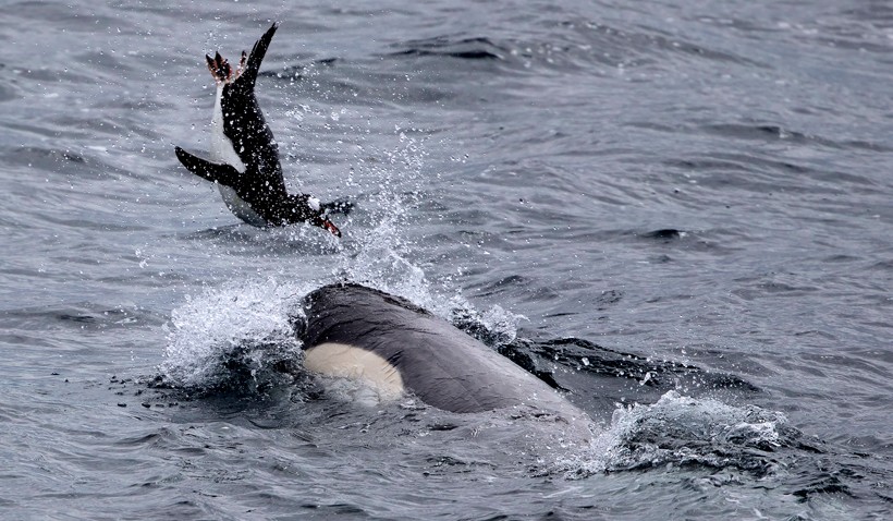 They have an extremely diverse diet that consists of fish, invertebrates, mollusks, marine mammals. Killer whale playing with penguin