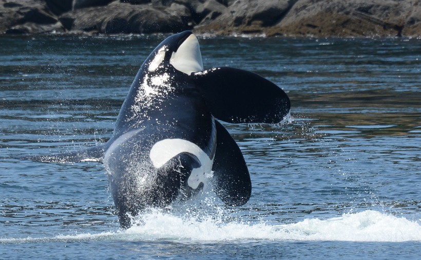 The Southern Resident is the smallest of this type and often visits the shores of Washington and southern British Columbia Southern Resident killer whale male
