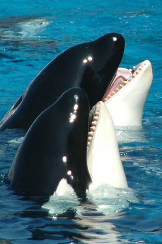 Closeup head two killer whales