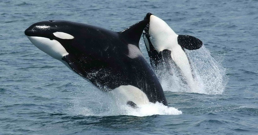 Transient killer whale with calf