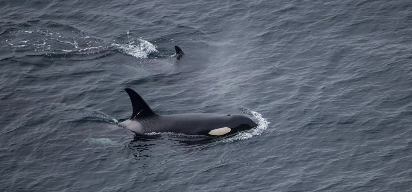 Killer whale with calf from above