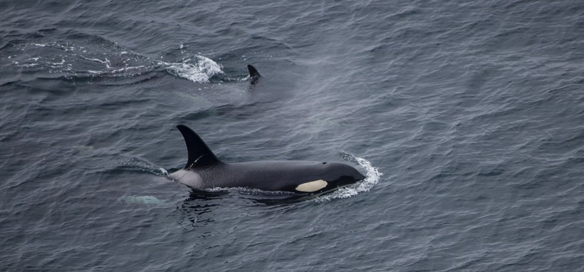 A killer whale calf swims close to its mother such that it can be carried in its mother’s slip stream which is a hydrodynamic wave produced while the mother swims. Killer whale with calf from above