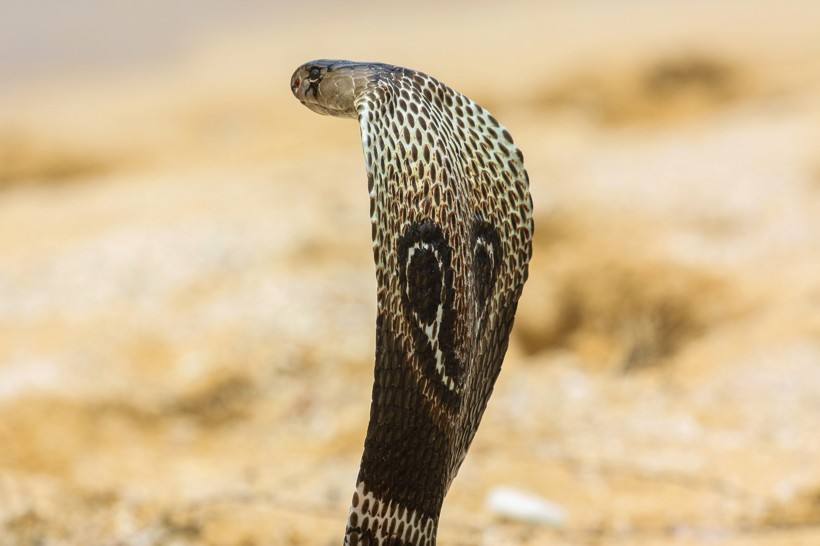 Back of the hood of the King Cobra