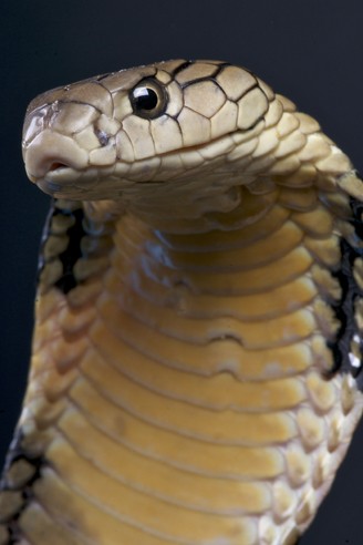 Closeup head King Cobra