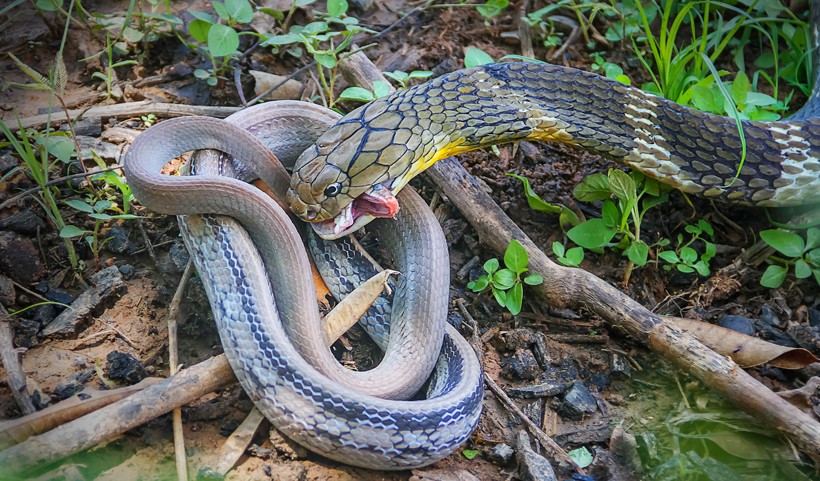 King Cobra eating pet snake, Khon Kaen, Thailand