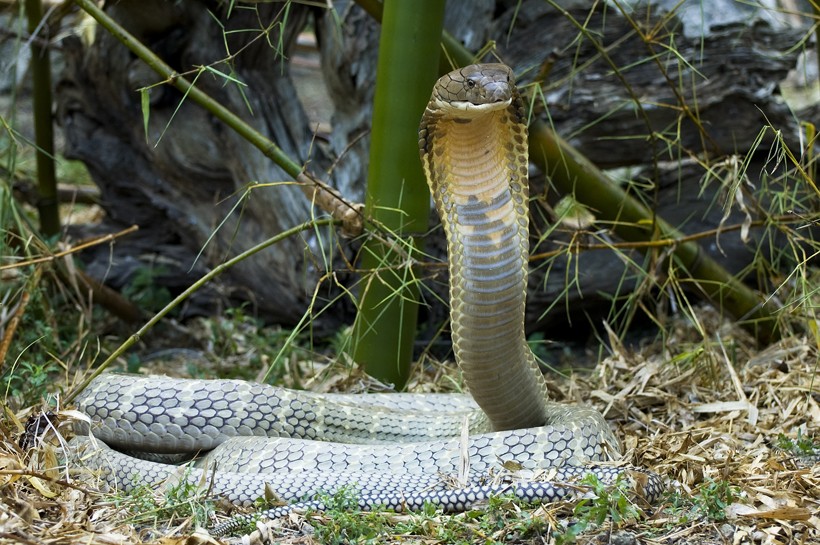 Famous position of the King Cobra