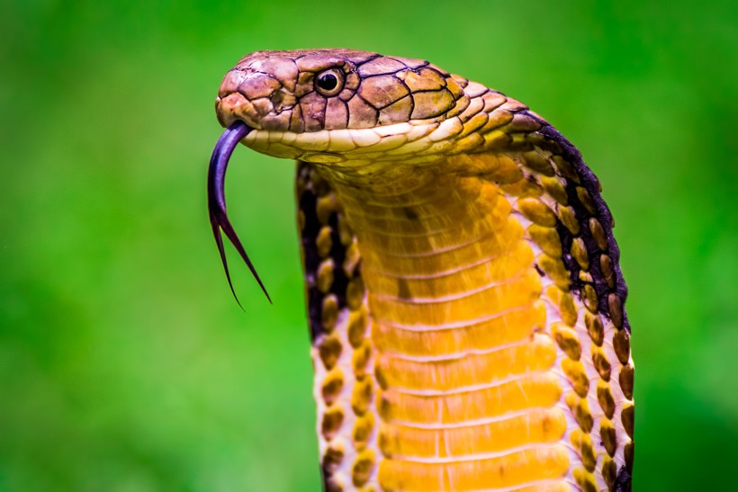 King Cobra Fact Sheet, Blog, Nature
