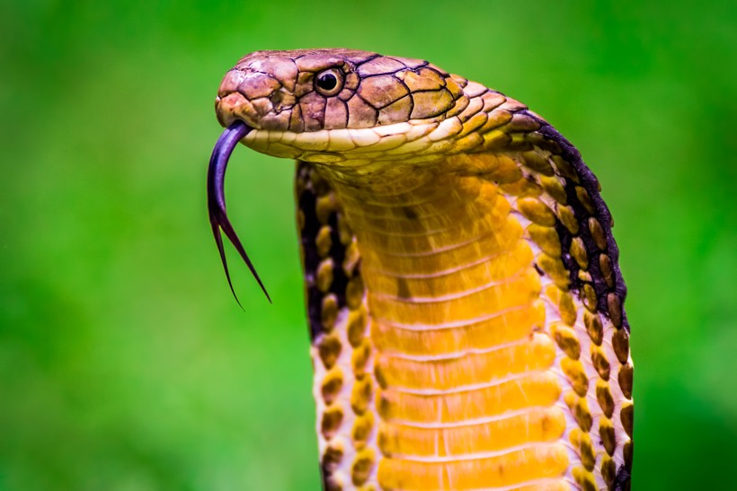 King Cobra flicks his tongue