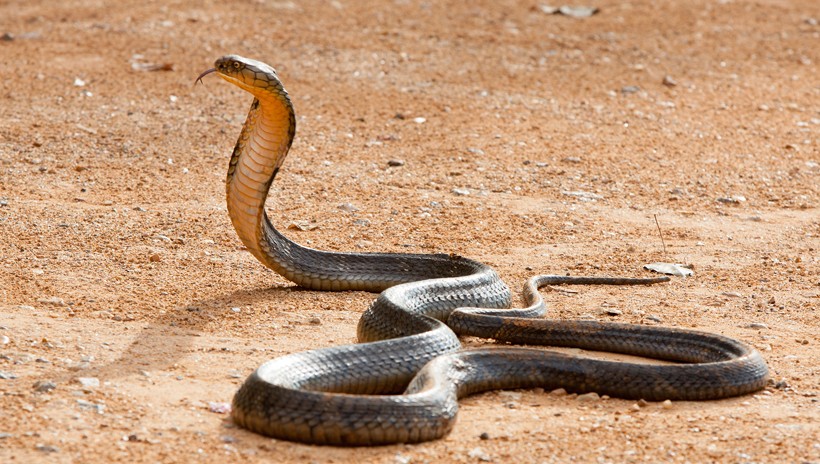Long King Cobra, desert