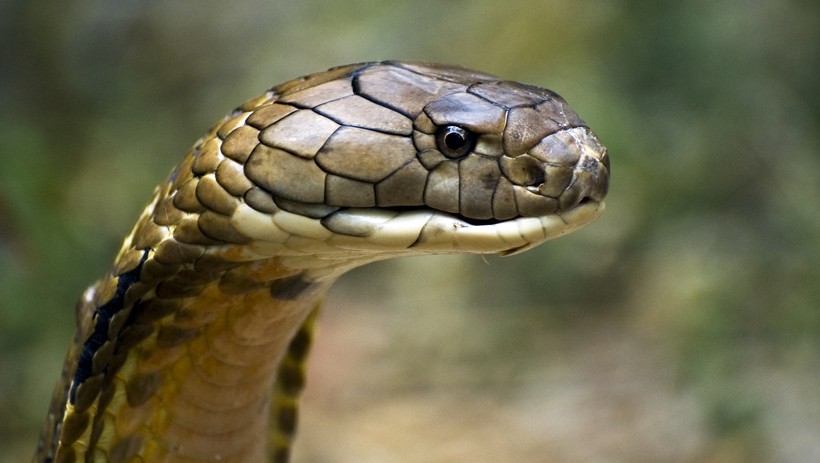 It is now believed that King Cobras, especially aggressive males, tend to kill their own kind either for food or when a snake travels through their territory. King Cobra on the watch