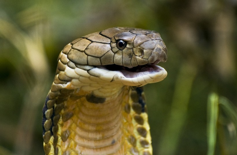 King Cobra mouth open
