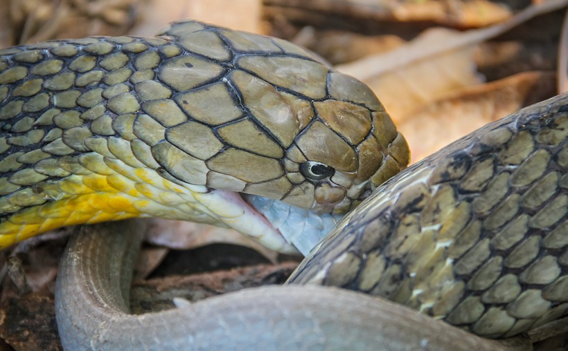 King Cobra swallowing pet snake, Khon Kaen, Thailand