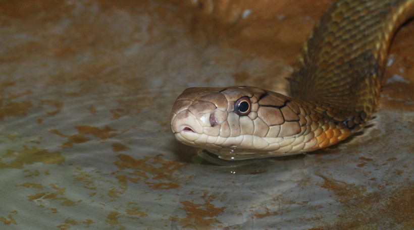 King Cobra swimming in the water