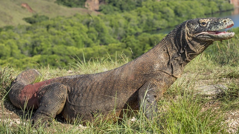 Komodo dragons are the largest and heaviest lizards in the world.