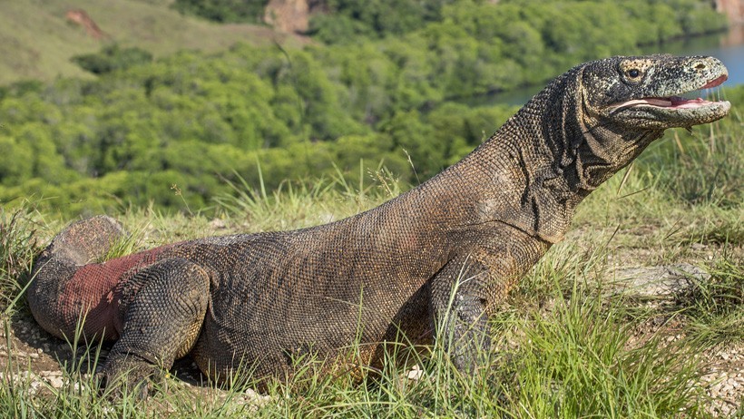 Portrait of the Komodo Dragon, biggest living lizard in the world, Island Rinca, Indonesia Komodo dragons are the largest and heaviest lizards in the world.