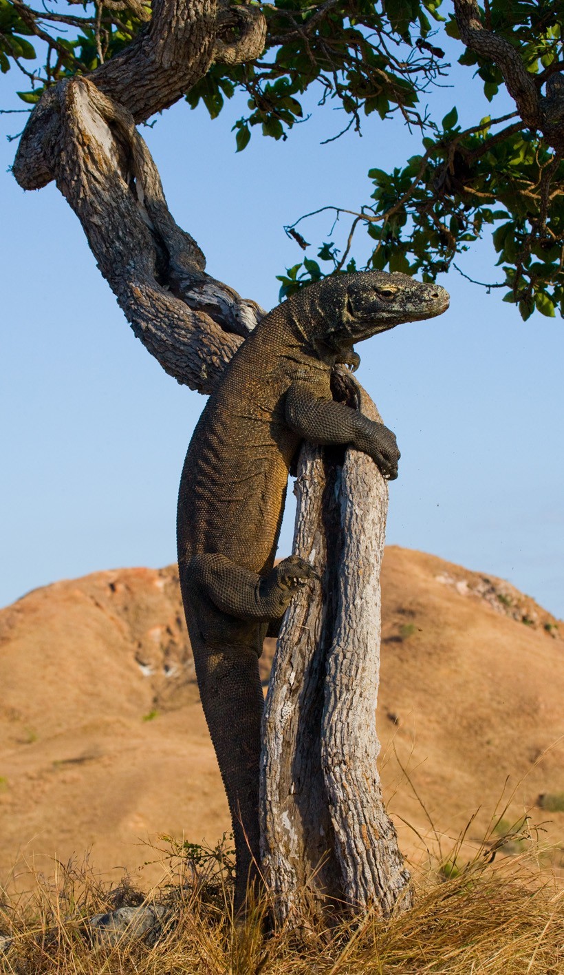 Komodo Dragon climbing a tree, Indonesia