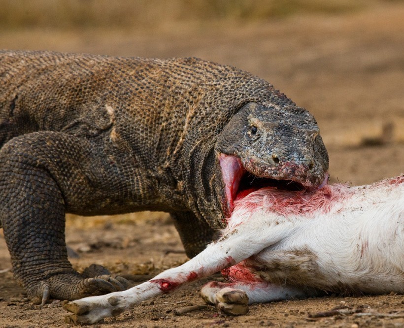 Komodo dragons are carnivorous predators that feed on a large variety of prey. Komodo Dragon eating a goat, Komodo National Park, Indonesia