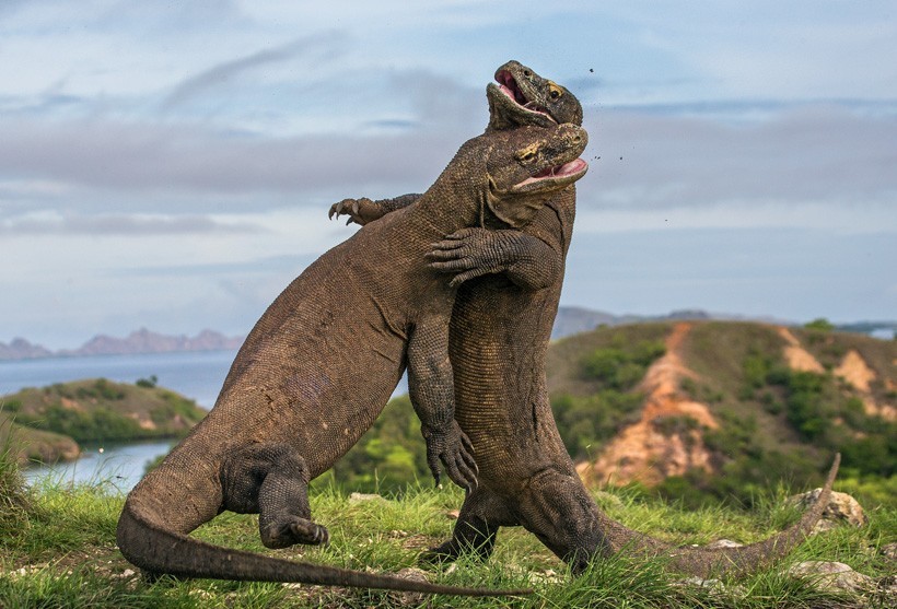 During the mating season, Komodo Dragon males engage in ritual combat to mate with potential female dragons. Two Komodo Dragons fighting with each other, Indonesia